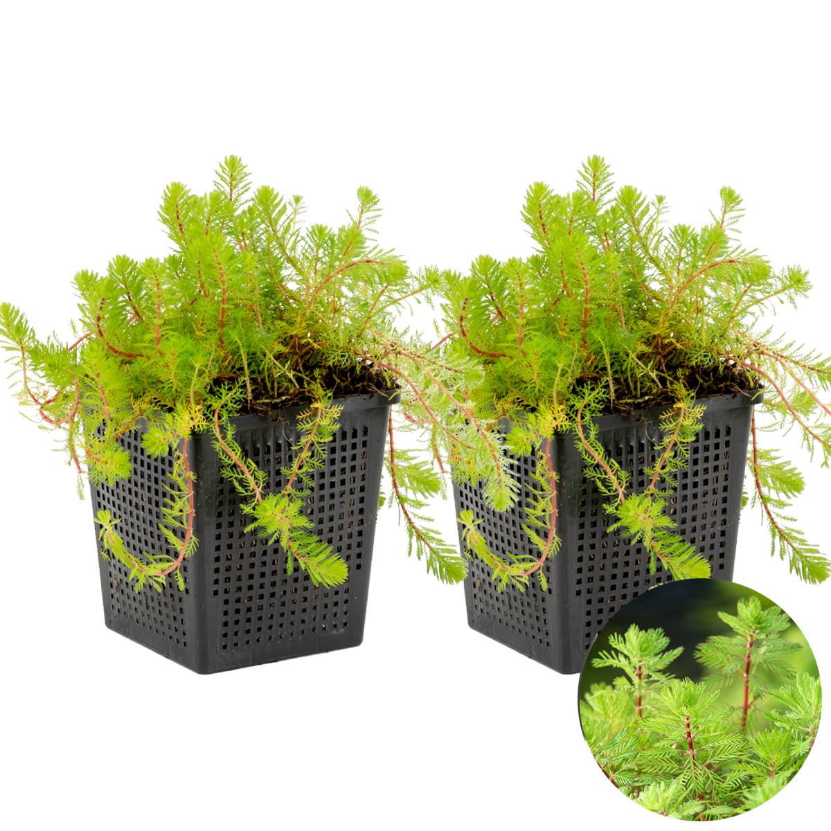 Lot de 2 - Myriophyllum Red Stem - Myriophylle rouge - Plantes de bassin - H. 10-20 cm - P. 11 cm - Image 2