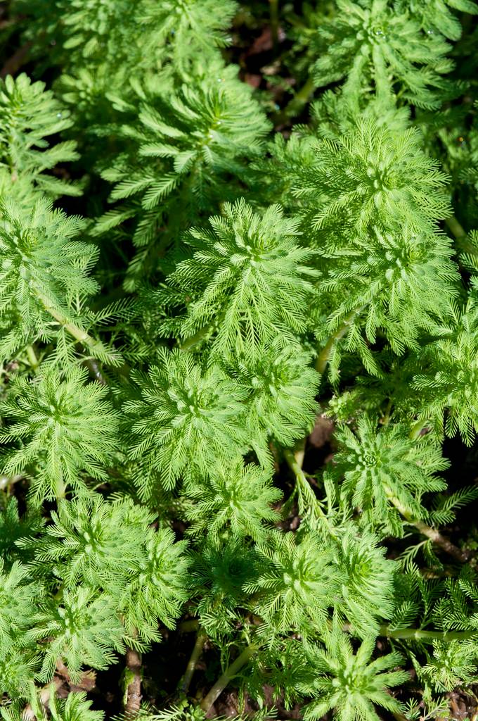 Lot de 2 - Myriophyllum Red Stem - Myriophylle rouge - Plantes de bassin - H. 10-20 cm - P. 11 cm - Image 1
