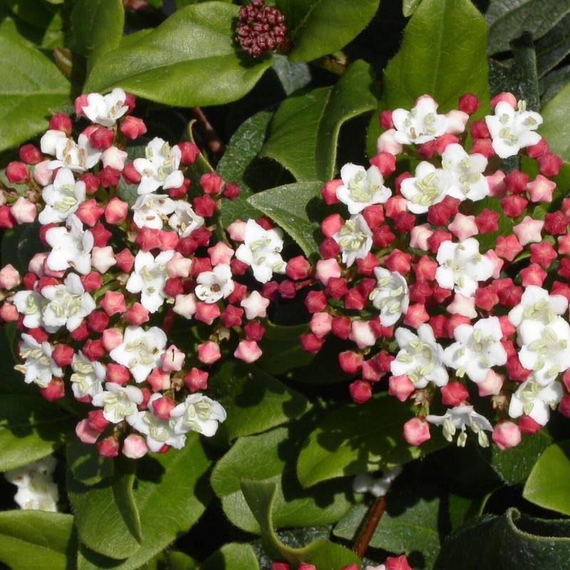 Viorne, Laurier Tin Gwenllian, Viburnum à fleurs Blanche - feuillage Persistant - Pot de 3L - 40/60 cm-  hauteur à maturité De 1,50 m à 2,00 m - Image 1