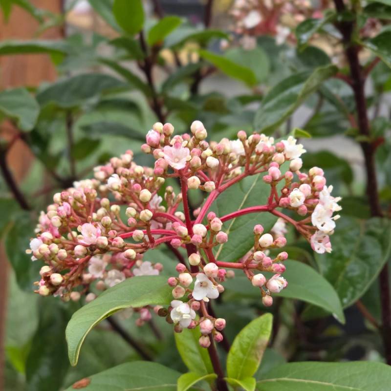 Viorne, Laurier Tin Gwenllian, Viburnum à fleurs Blanche - feuillage Persistant - Pot de 3L - 40/60 cm-  hauteur à maturité De 1,50 m à 2,00 m - Image 8