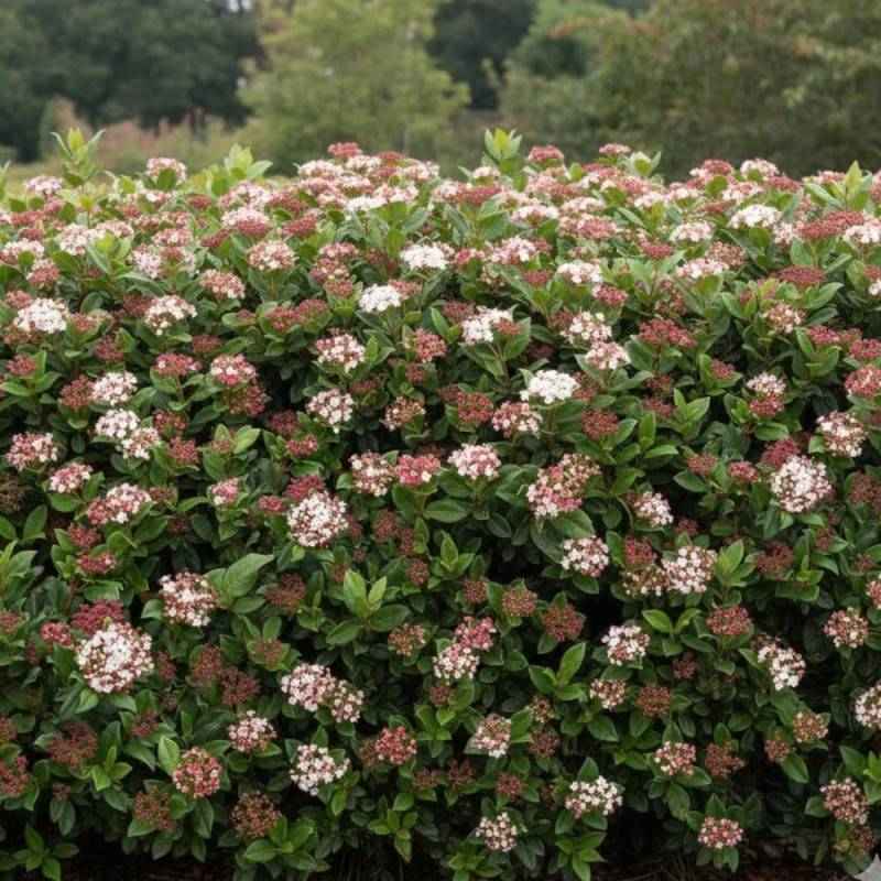 Viorne, Laurier Tin Gwenllian, Viburnum à fleurs Blanche - feuillage Persistant - Pot de 3L - 40/60 cm-  hauteur à maturité De 1,50 m à 2,00 m - Image 2