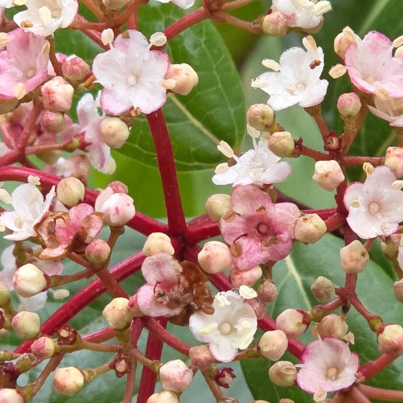 Viorne, Laurier Tin Gwenllian, Viburnum à fleurs Blanche - feuillage Persistant - Pot de 3L - 40/60 cm-  hauteur à maturité De 1,50 m à 2,00 m - Image 9