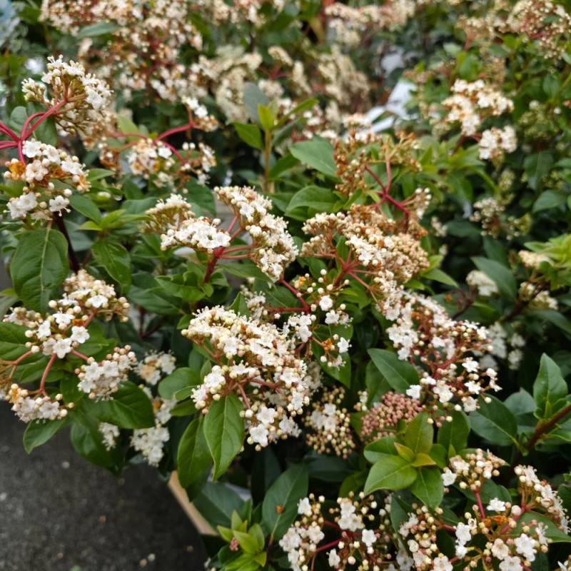 Viorne, Laurier Tin Gwenllian, Viburnum à fleurs Blanche - feuillage Persistant - Pot de 3L - 40/60 cm-  hauteur à maturité De 1,50 m à 2,00 m - Image 6