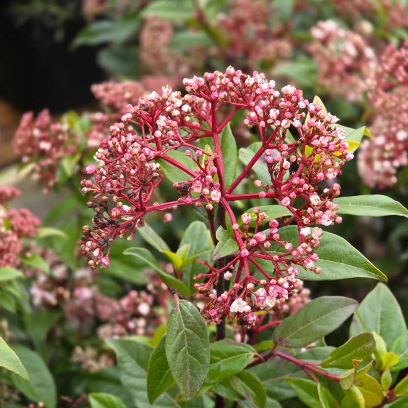 Viorne, Laurier Tin Gwenllian, Viburnum à fleurs Blanche - feuillage Persistant - Pot de 3L - 40/60 cm-  hauteur à maturité De 1,50 m à 2,00 m - Image 7