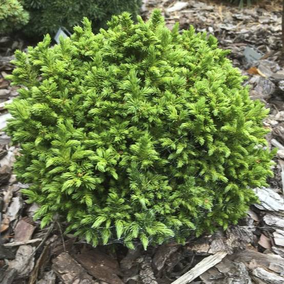 Cryptomeria japonica Green Pearl - Cèdre du Japon Pot de 2L/3L - Image 1