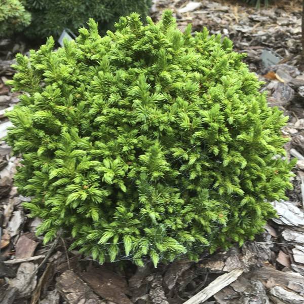 Cryptomeria japonica Green Pearl - Cèdre du Japon Pot de 2L/3L