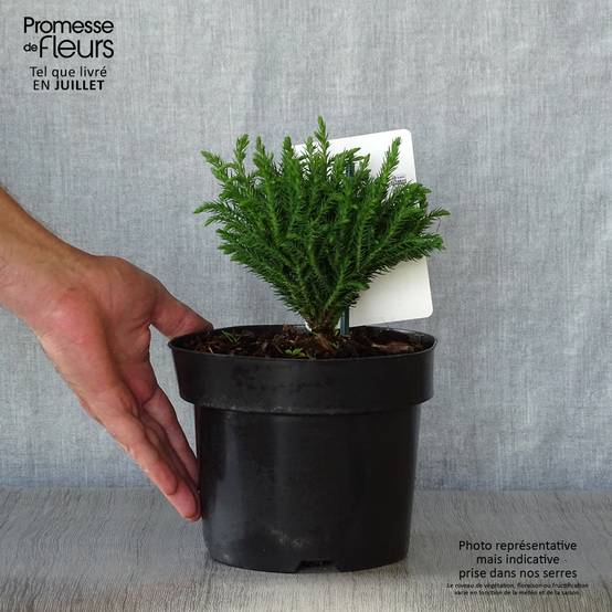 Cryptomeria japonica Green Pearl - Cèdre du Japon Pot de 2L/3L - Image 2