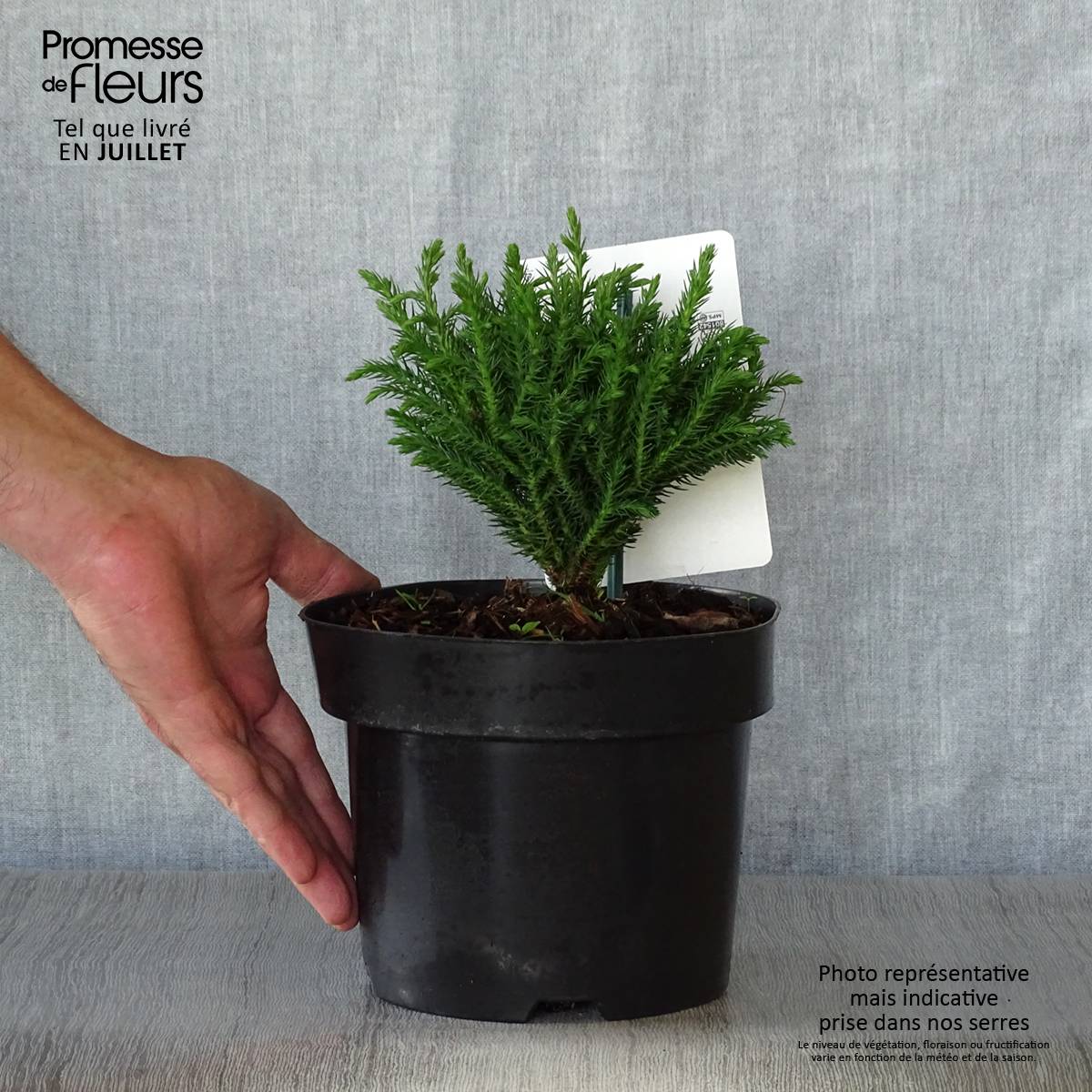 Cryptomeria japonica Green Pearl - Cèdre du Japon Pot de 2L/3L - Image 2