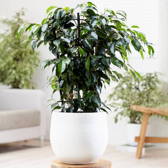 Gardenersdream - Ficus Benjamina Danielle – Figuier Pleureur | Plante À Feuilles Persistantes Plante En Pot 30-40 Cm - GardenersDream - Image 1