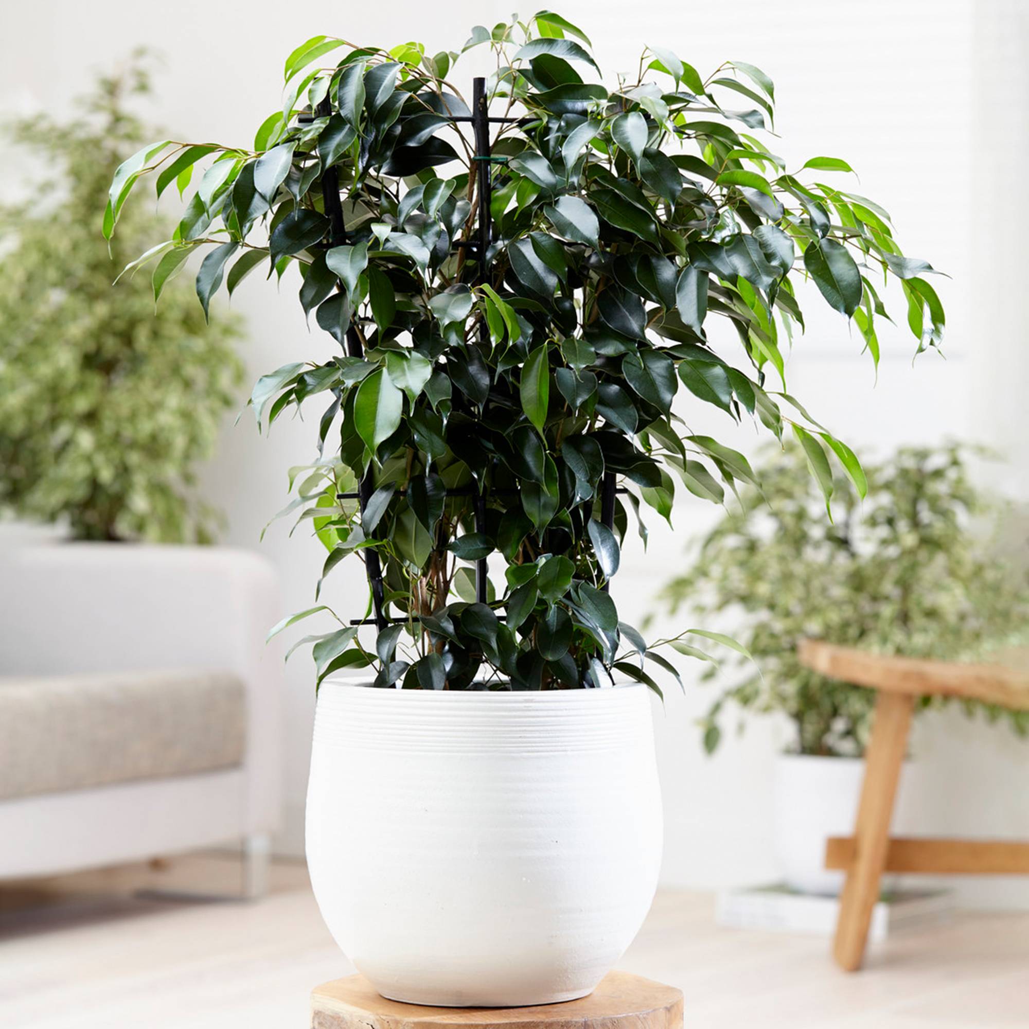 Gardenersdream - Ficus Benjamina Danielle – Figuier Pleureur | Plante À Feuilles Persistantes Plante En Pot 30-40 Cm - GardenersDream - Image 1