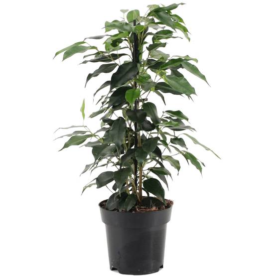 Gardenersdream - Ficus Benjamina Danielle – Figuier Pleureur | Plante À Feuilles Persistantes Plante En Pot 30-40 Cm - GardenersDream - Image 2