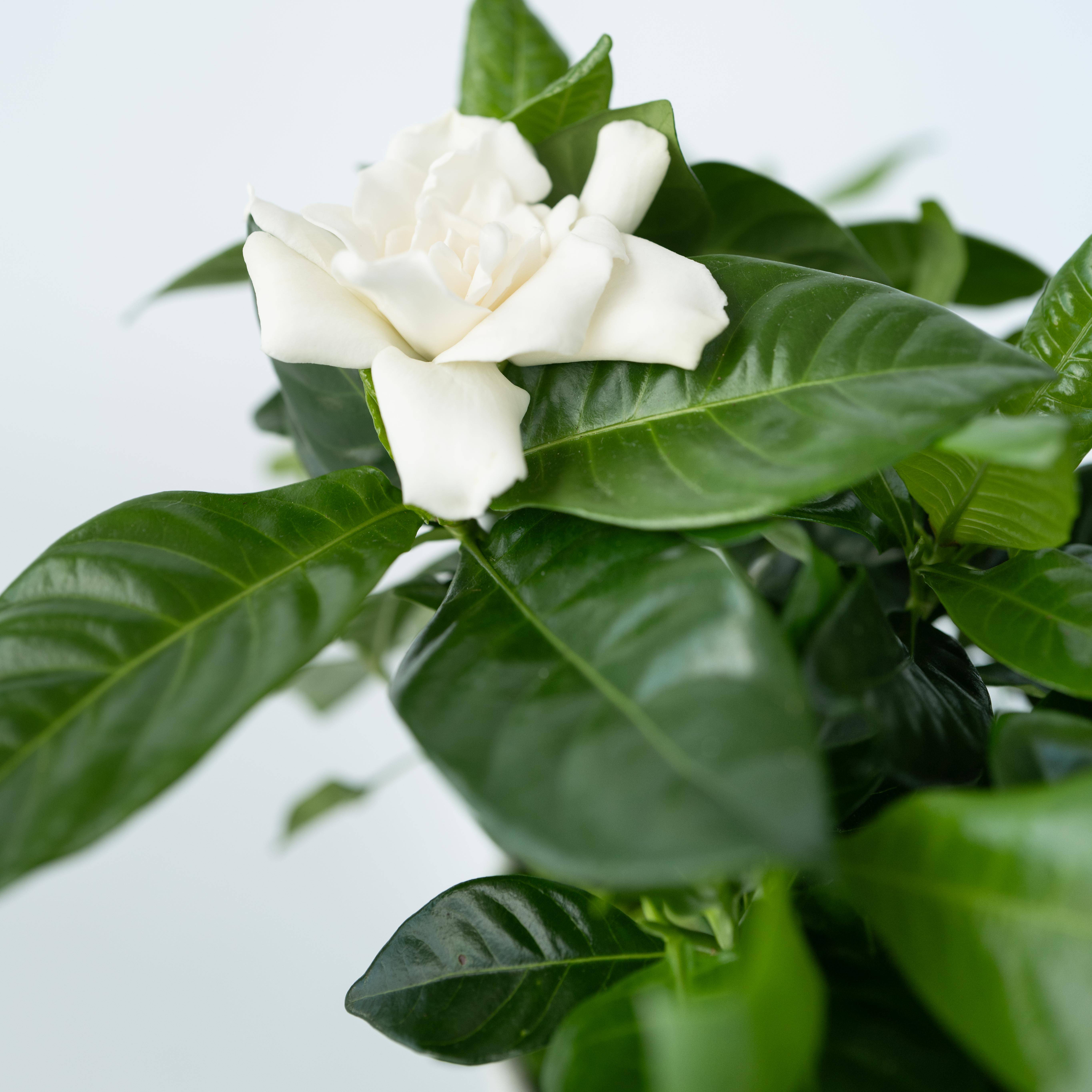 Jasmin du Cap - Set de 4 - Gardenia jasminoides - Hauteur 20-30cm - ⌀13cm - Image 4