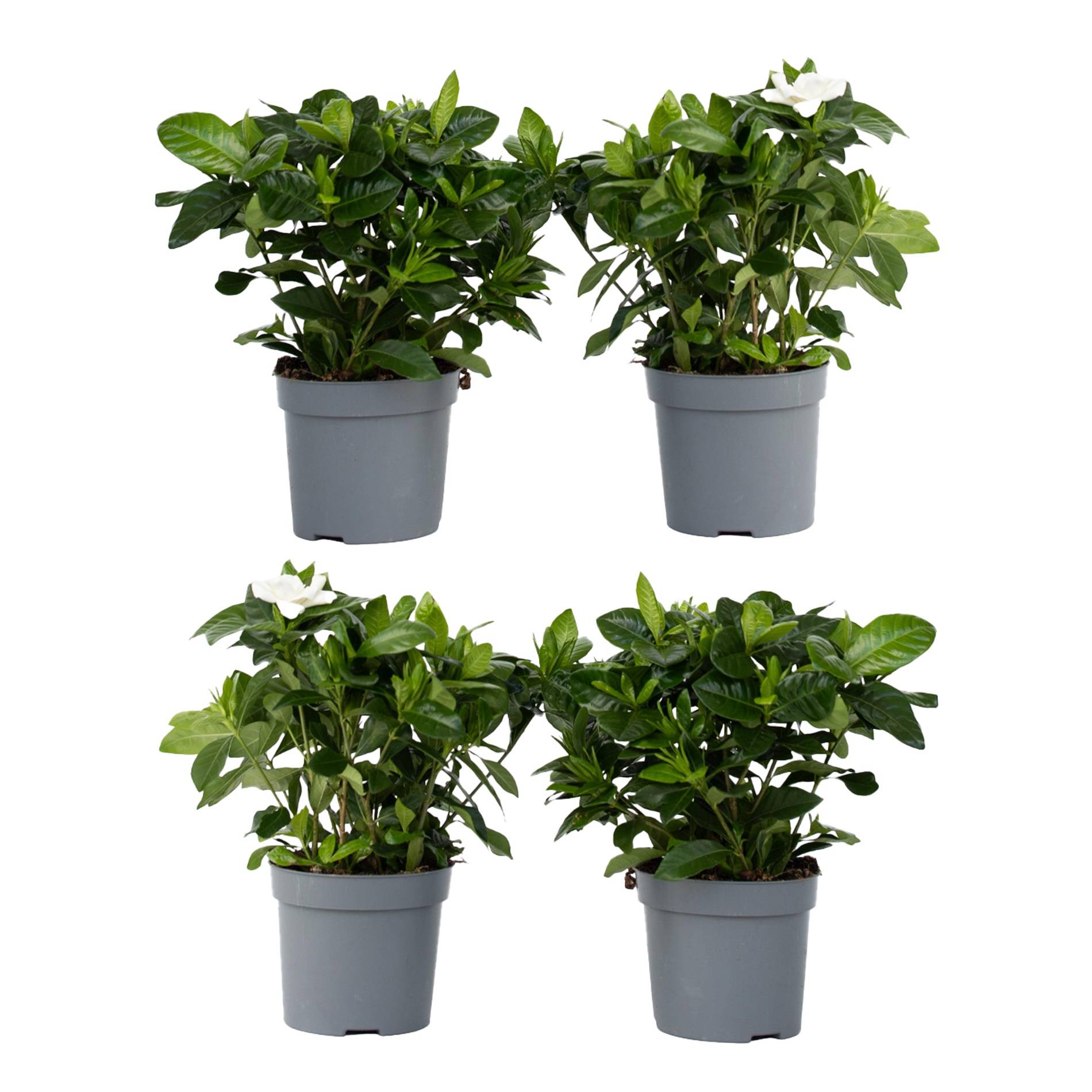 Jasmin du Cap - Set de 4 - Gardenia jasminoides - Hauteur 20-30cm - ⌀13cm - Image 1