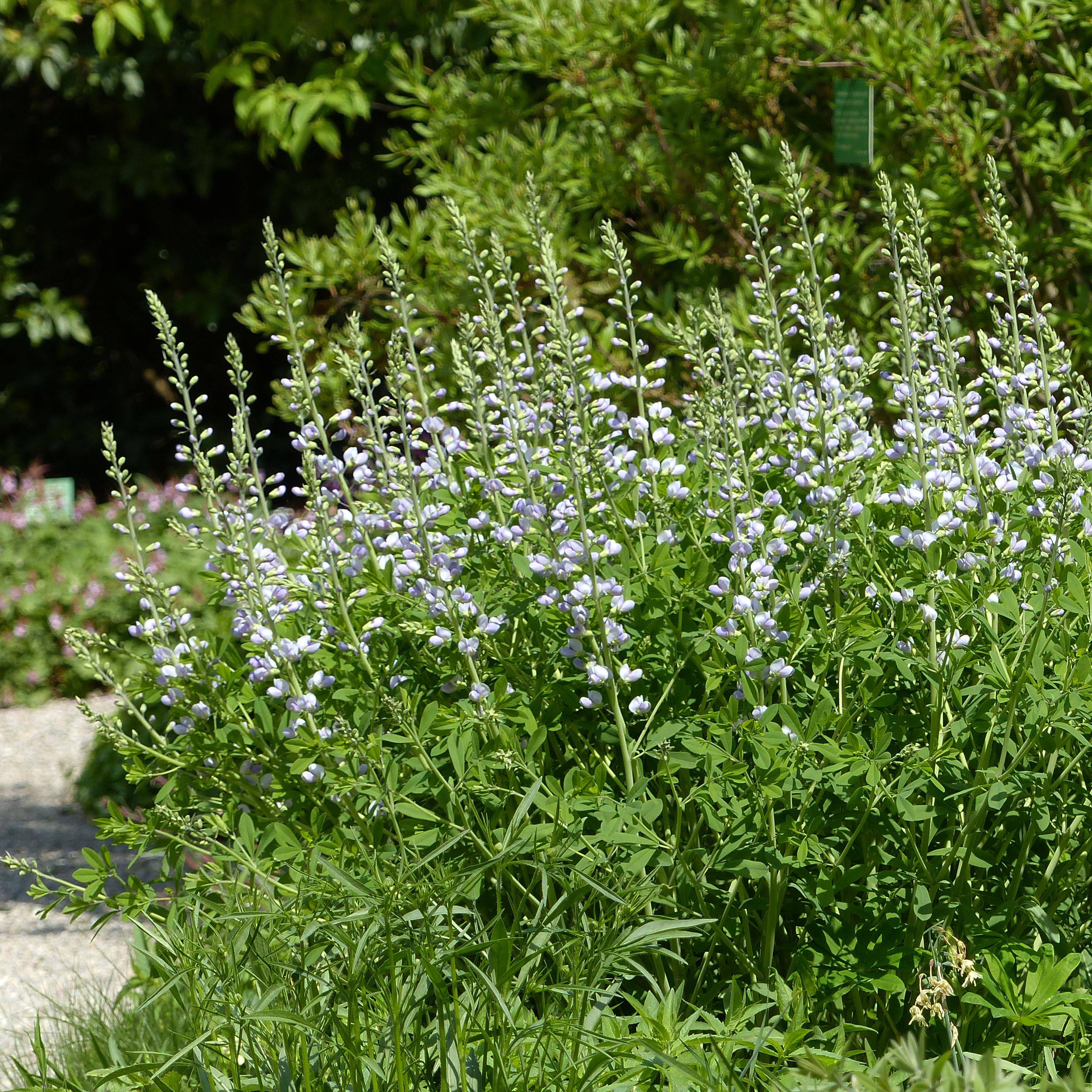 Baptisia Starlite Prairieblues - Lupin indigo bleu et blanc Godet de 8/9 cm