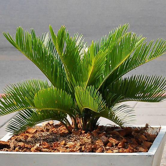 Gardenersdream - Cycas Revoluta De Qualité Supérieure | Superbe Plante D’Intérieur | Cadeau 30 À 40 Cm En Pot - GardenersDream - Image 1