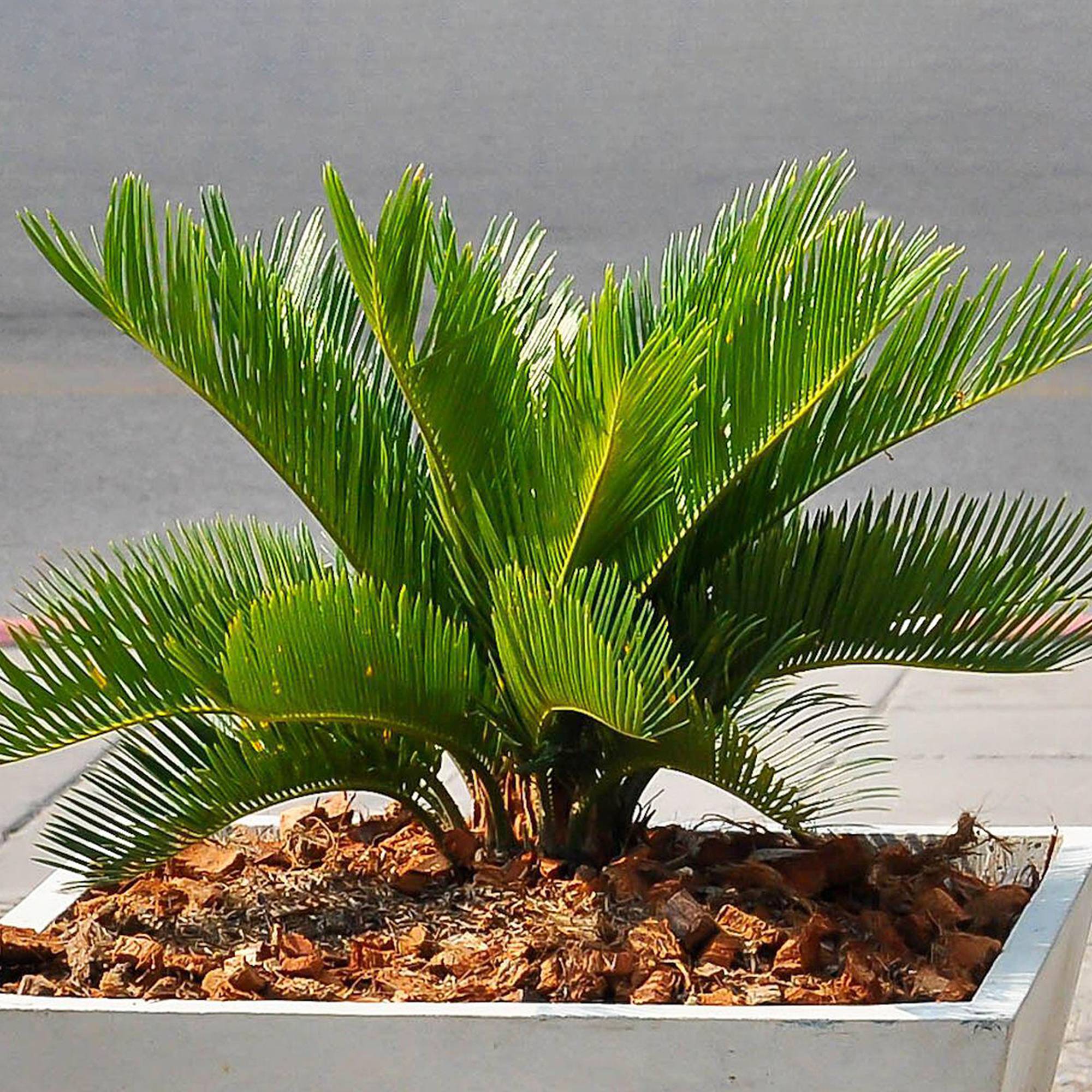 Gardenersdream - Cycas Revoluta De Qualité Supérieure | Superbe Plante D’Intérieur | Cadeau 30 À 40 Cm En Pot - GardenersDream