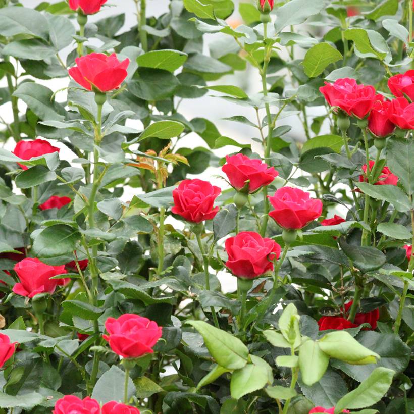 Rosier nain Zepeti Pot de 3L/4L