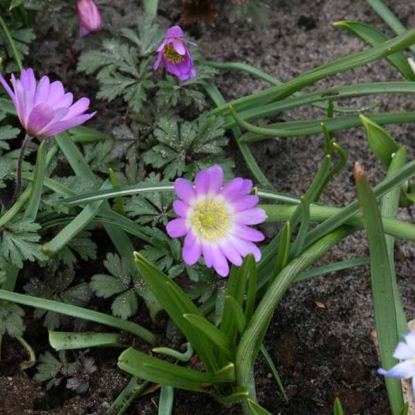 Promesse de Fleurs - Anémone blanda Charmer Bulbe calibre 5+ (par 10)