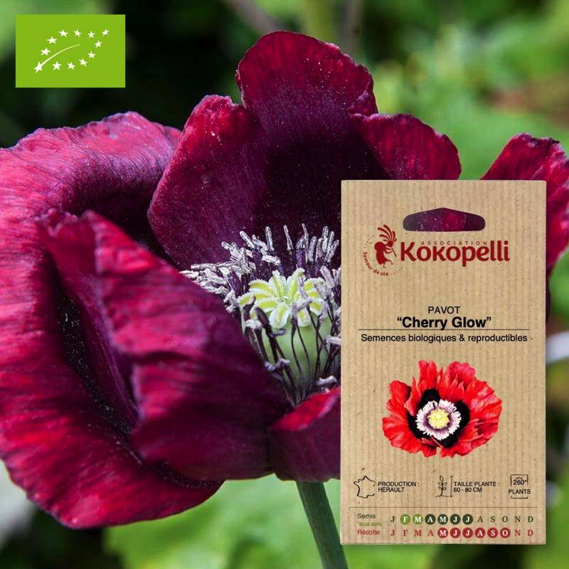 Association Kokopelli - Pavot Cherry Glow- Graines bio à semer - Imagen 1