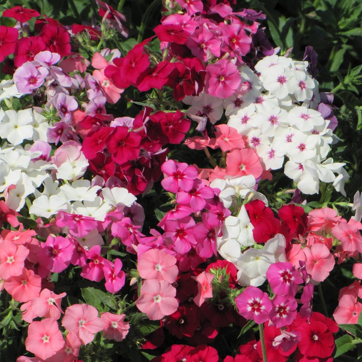 Graines de Phlox drummondii Dwarf Beauty Mix - Phlox de Drummond Sachet de 1.0
