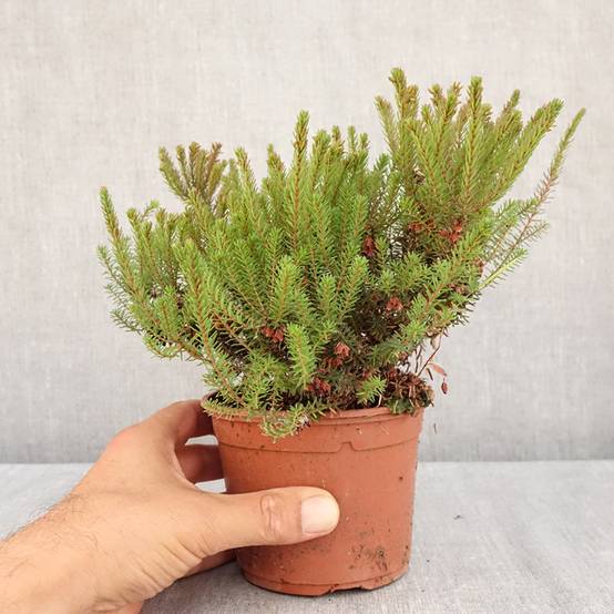 Erica darleyensis Lea - Bruyère d'hiver Pot de 1L/1,5L - Image 2