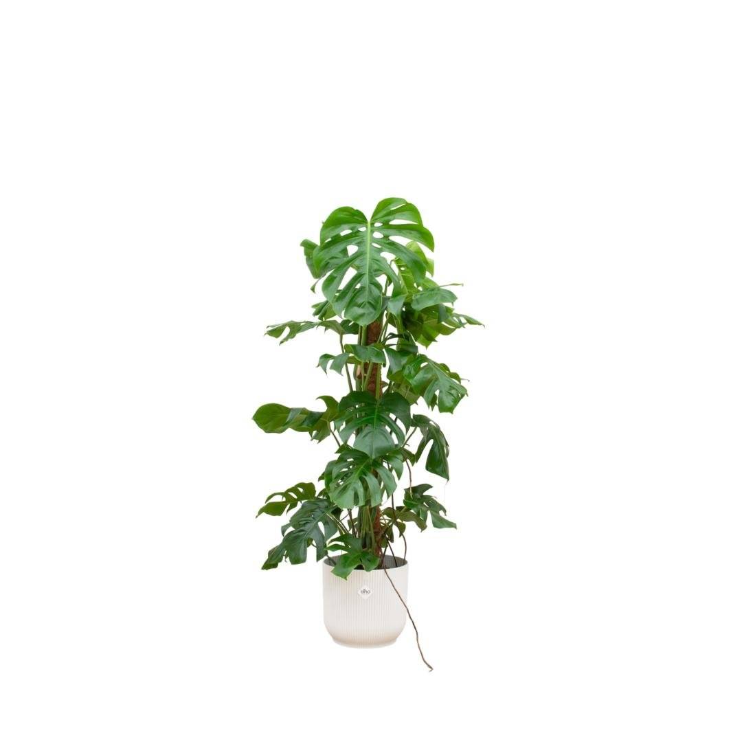 philodendron bob cee Philodendron 'Bob Cee' – Deeply Lobed Giant Climber main image 0