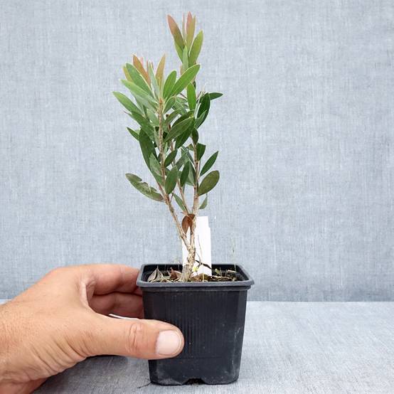 Promesse de Fleurs - Callistemon Inferno - Rince bouteille Godet de 8/9 cm - Image 2