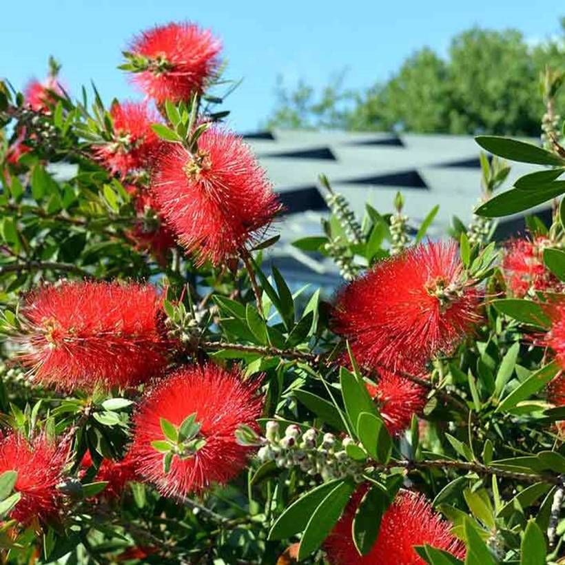 Promesse de Fleurs - Callistemon Inferno - Rince bouteille Godet de 8/9 cm - Image 1