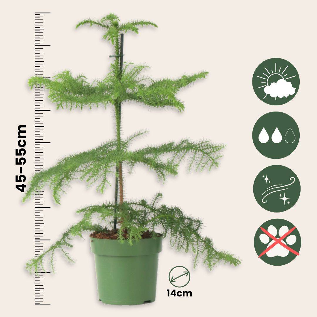 Pin de Norfolk - Araucaria heterophylla - Hauteur 45-55cm - ⌀14cm - Image 6