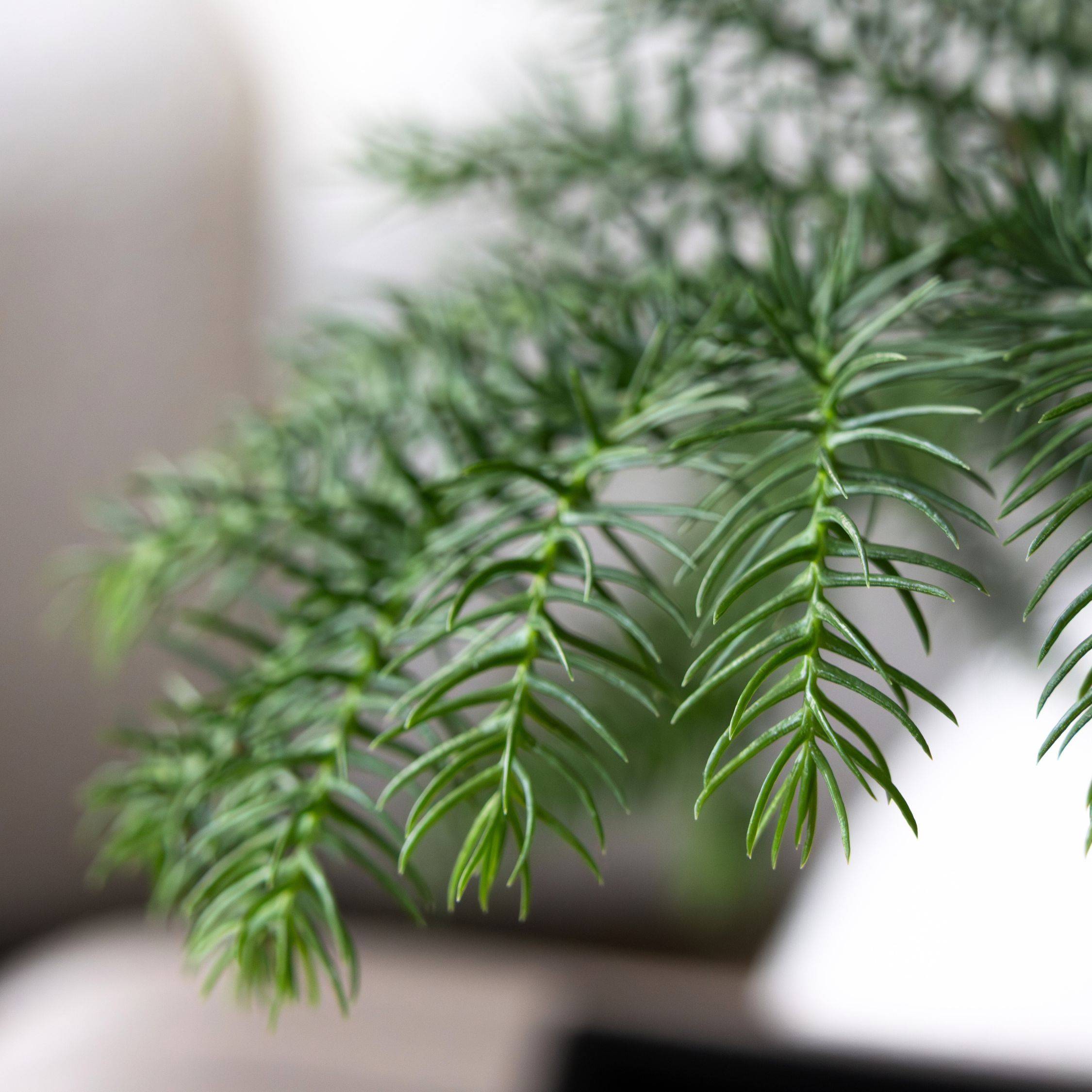 Pin de Norfolk - Araucaria heterophylla - Hauteur 45-55cm - ⌀14cm - Image 4