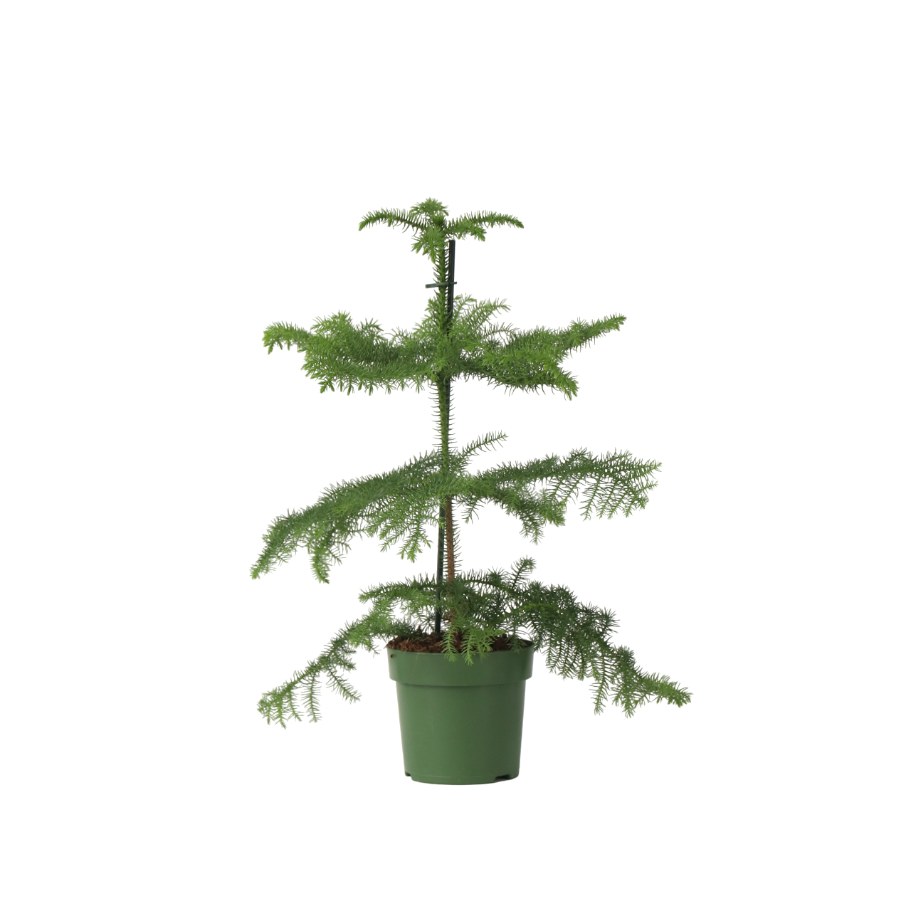 Pin de Norfolk - Araucaria heterophylla - Hauteur 45-55cm - ⌀14cm - Image 1