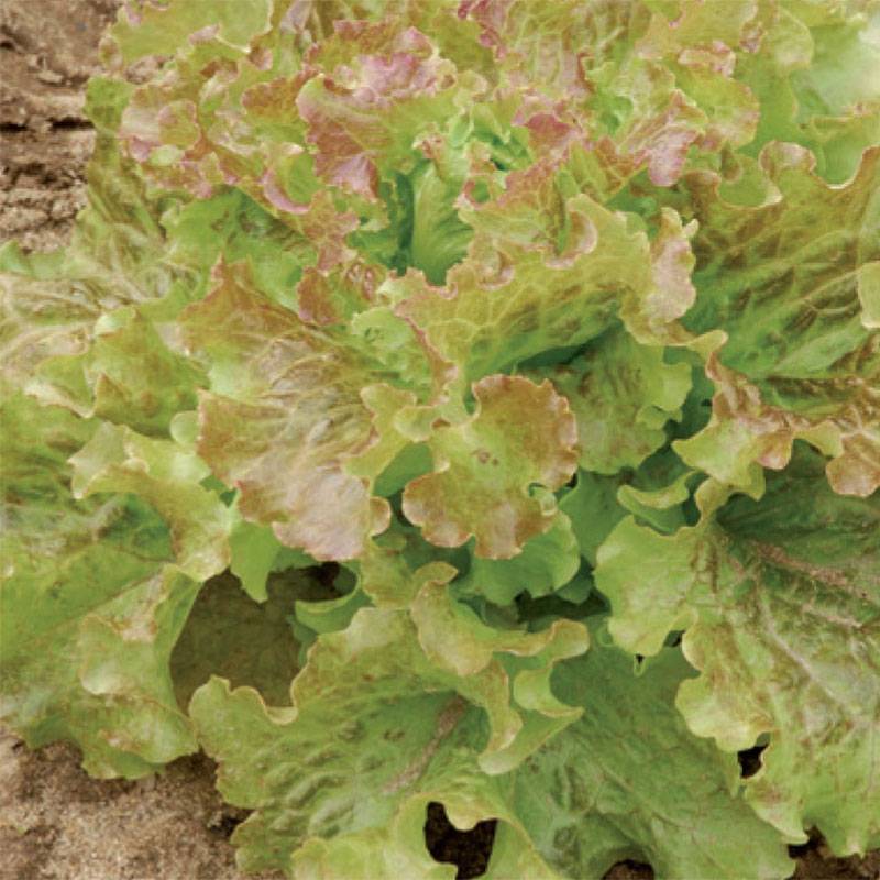 Laitue pommée Saint Antoine Bio - Ferme de Sainte Marthe le sachet de 500 graines environ