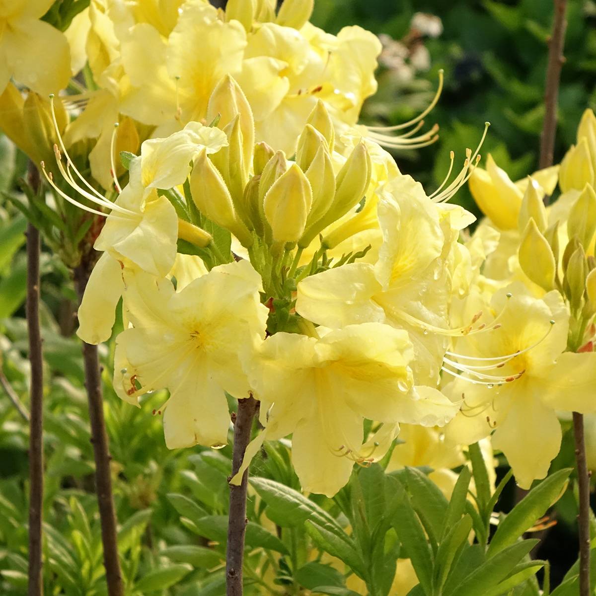 Promesse de Fleurs - Azalée de Chine Anneke - Rhododendron hybride Pot de 4L/5L