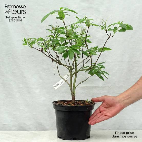 Azalée de Chine Anneke - Rhododendron hybride Pot de 4L/5L - Image 2