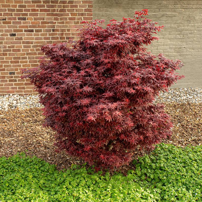 Promesse de Fleurs - Erable du Japon - Acer palmatum Little Red Pot de 3L/4L - Image 1