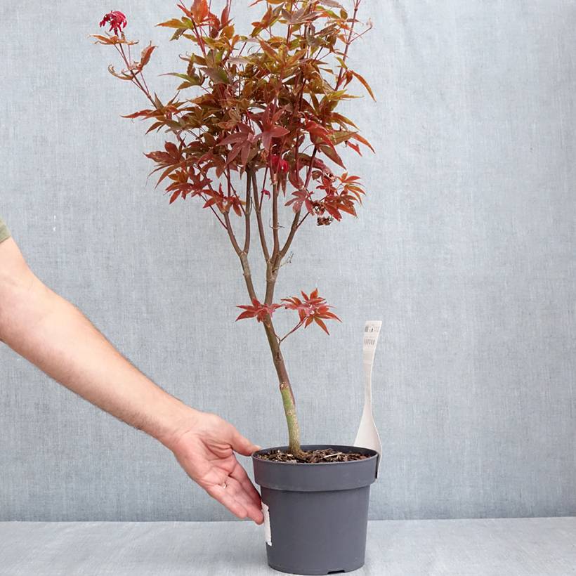 Promesse de Fleurs - Erable du Japon - Acer palmatum Little Red Pot de 3L/4L - Image 2
