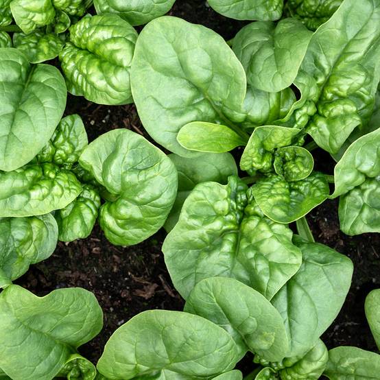 Epinard Columbia F1 - Spinachia oleracea le sachet de 6500 graines environ (65g)