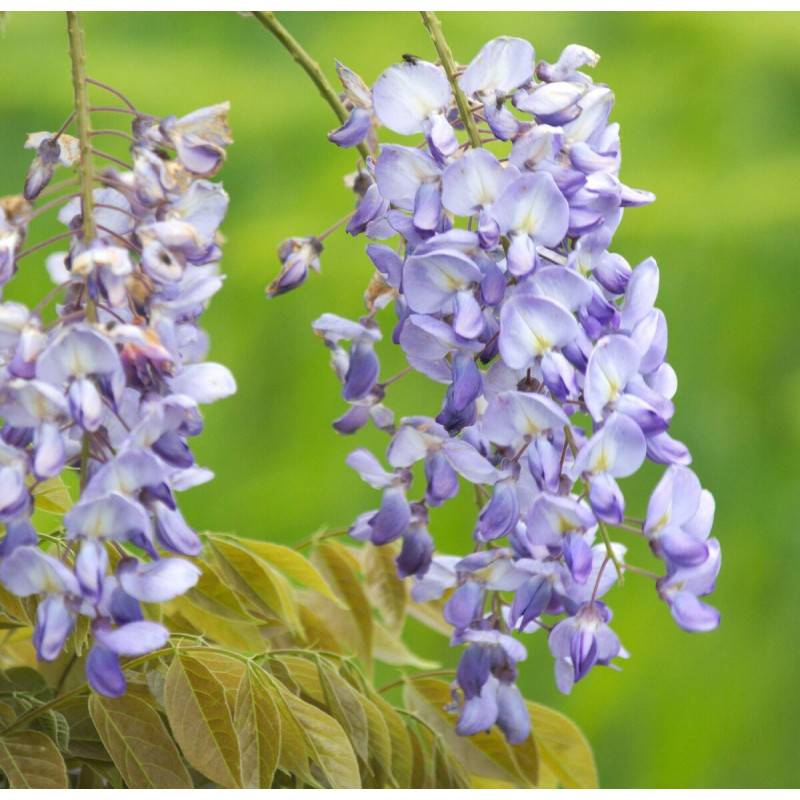 Glycine de Chine Blue Sapphire à fleurs Bleue - feuillage Caduc - Pot de 3L - Echelle bambou 60/120 cm-  hauteur à maturité De 10,00 m à 20,00 m - Imagen 5