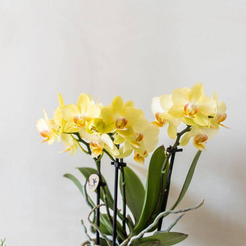 Orchidée Phalaenopsis 'Albenga' jaune - Pot de 9cm - Cognac ambré - Plantes d'intérieur - Image 2