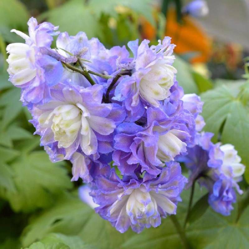 Pied-d'alouette Bolero®, Delphinium à fleurs Blanche/Bleue - feuillage Caduc - Godet - 5/20 cm - Imagen 1
