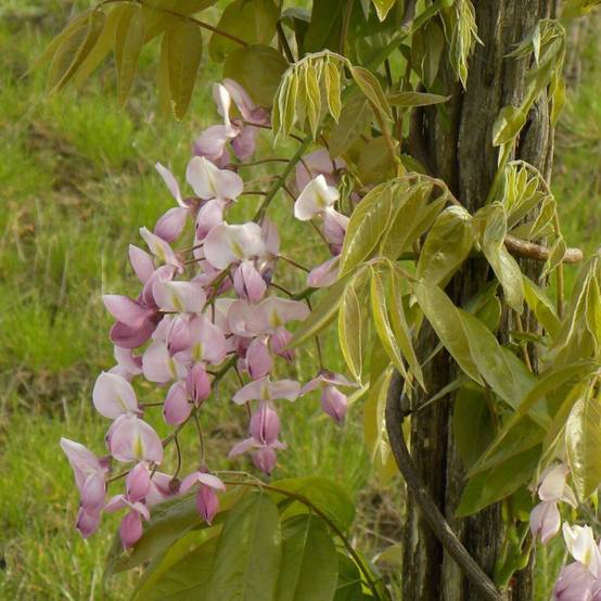 Glycine soyeuse Rosea à fleurs Rose - feuillage Caduc - Godet - 5/20 cm- hauteur à maturité De 5,00 m à 10,00 m - Image 8