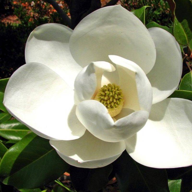 Magnolia à grandes fleurs de la Galissonière (Magnolia grandiflora 'Galissoniensis') - Godet 9cm - Pépinières Naudet - Imagen 1