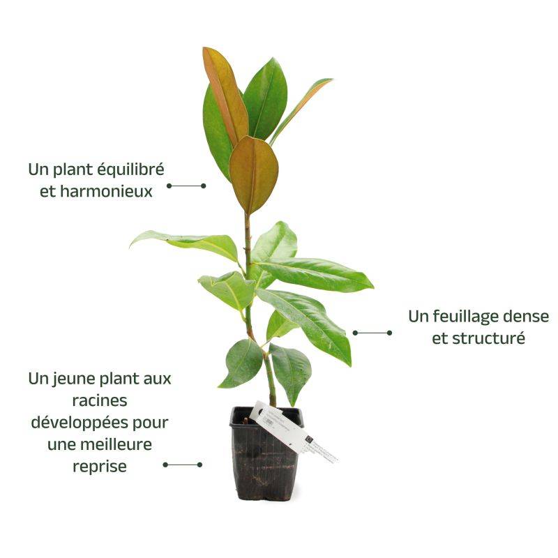 Magnolia à grandes fleurs de la Galissonière (Magnolia grandiflora 'Galissoniensis') - Godet 9cm - Pépinières Naudet - Imagen 3