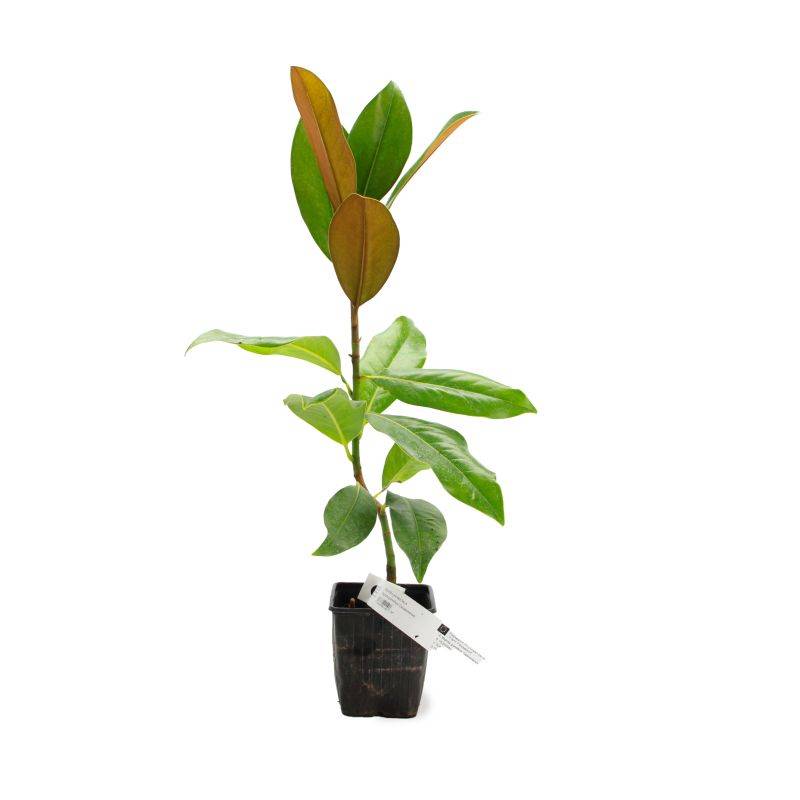 Magnolia à grandes fleurs de la Galissonière (Magnolia grandiflora 'Galissoniensis') - Godet 9cm - Pépinières Naudet - Imagen 2