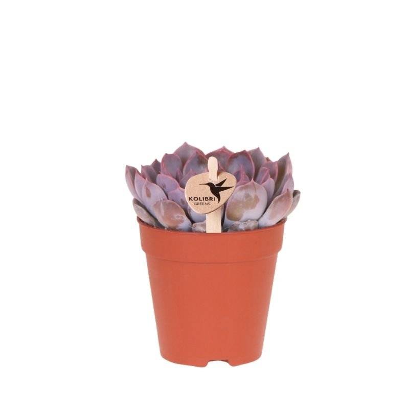 Succulente Echeveria Summer - Ø9cm - ↕13cm - Plantes d'intérieur - Image 1