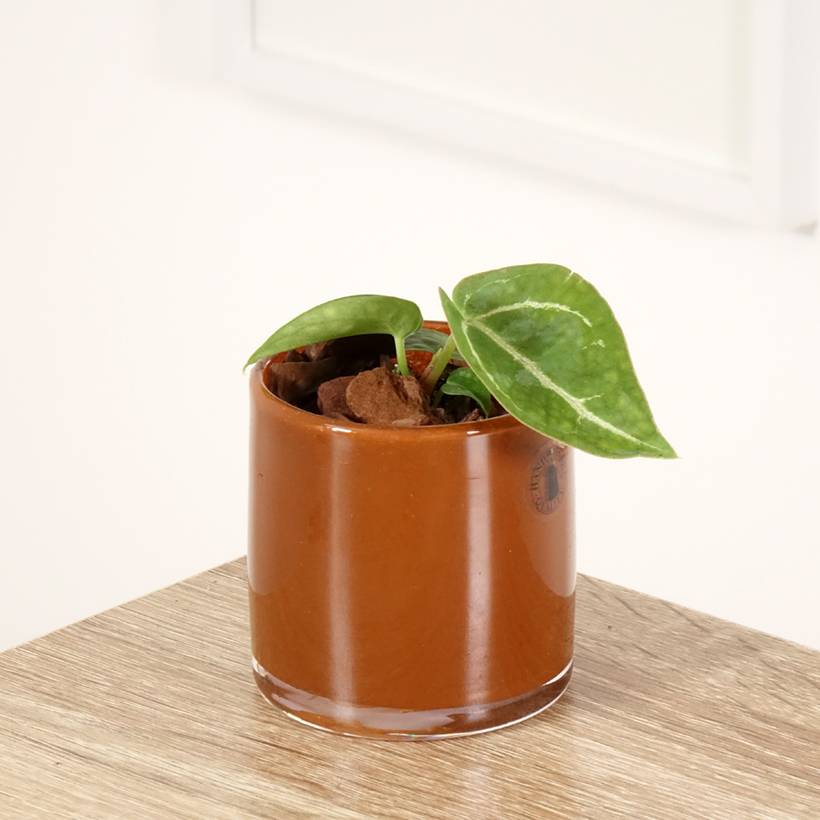 Promesse de Fleurs - Anthurium crystallinum Pot de 12 cm / 13 cm