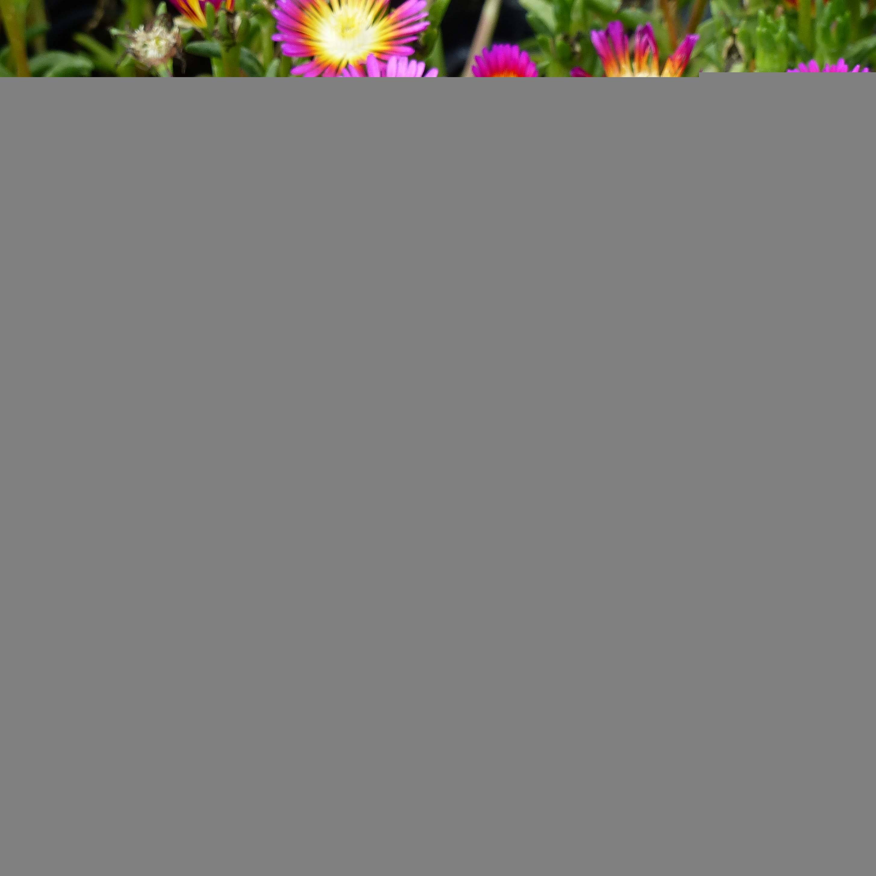 Delosperma Wheels of Wonder Hot Pink Godet de 7/8 cm