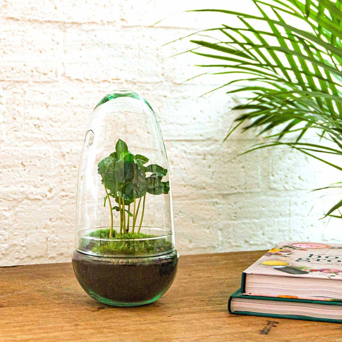 Terrarium à composer œuf en verre recyclé - Ø12-H25cm - sans outils - caféier - Terrarium DIY - Image 4