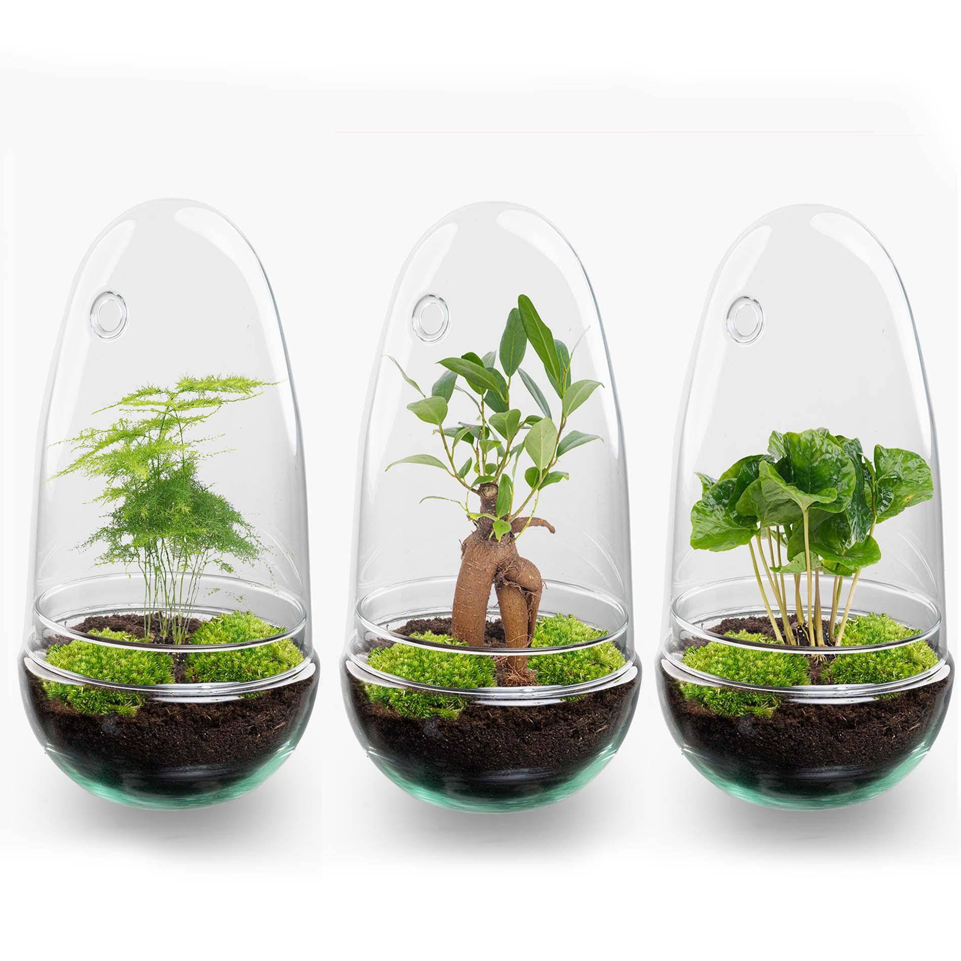 Terrarium à composer œuf en verre recyclé - Ø12-H25cm - sans outils - caféier - Terrarium DIY - Image 5
