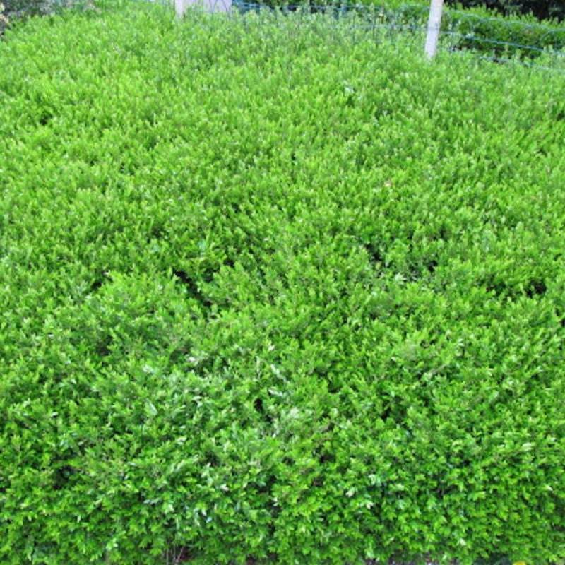 Chèvrefeuille à cupule pileata, Lonicera - Pot de 3L - 20/40 cm